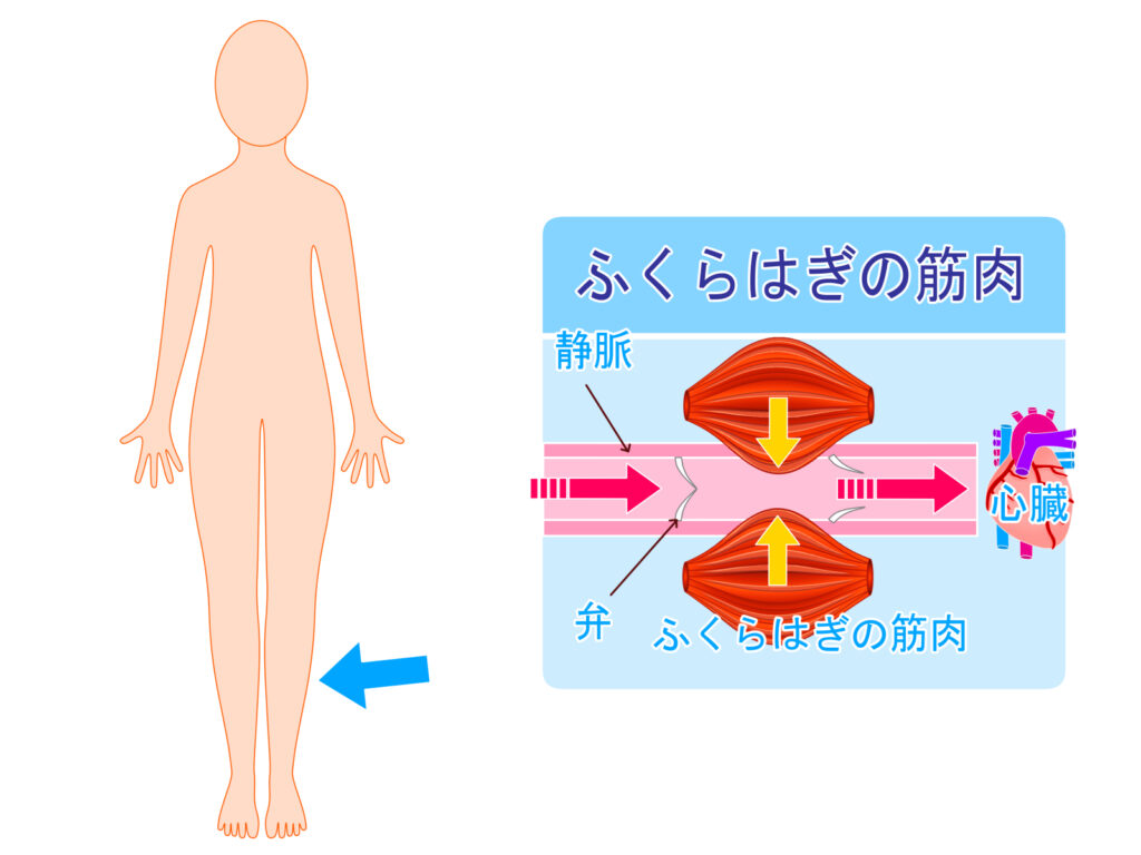 fukurahagi